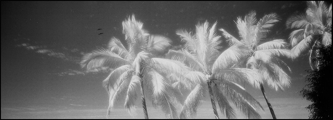 infrared film palm trees