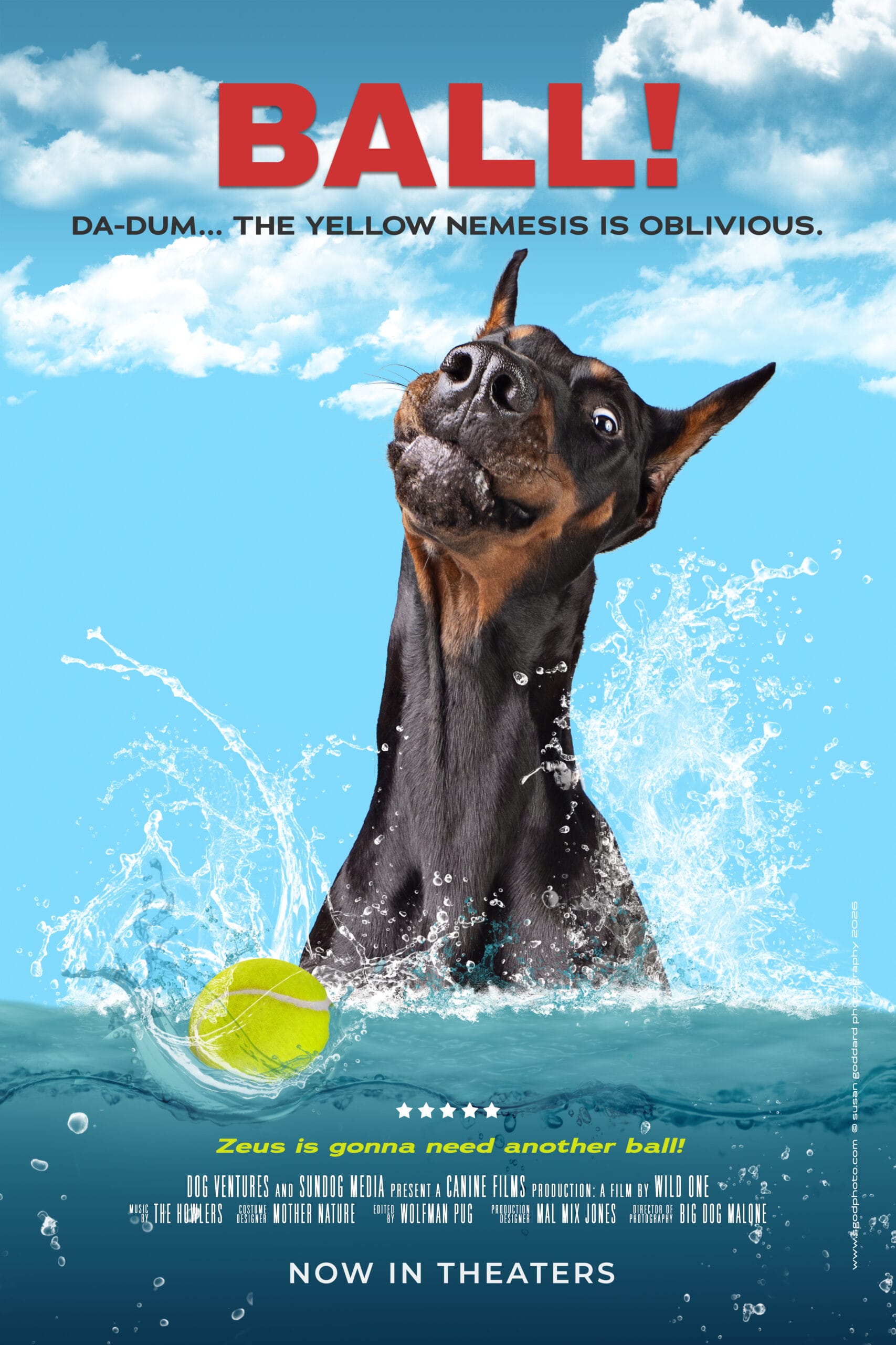 BALL! poster: a Doberman eyeing a tennis ball in the water